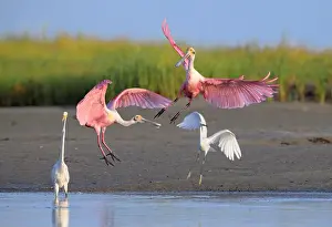 Egretta Thula Prints: Roseate spoonbills (Platalea ajaja) landing near the white egrets (A)