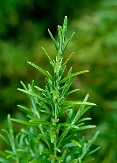 Allotment Prints: ROSEMARY PLANT GROWING IN A VEGETABLE GARDEN ( ROSMARINUS OFFICINALIS )