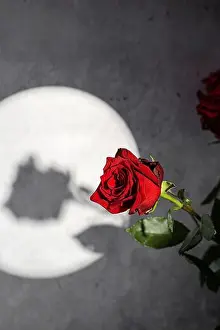 Gray Background Prints: roses on a gray background with a gobo light effect. Black background, shadows