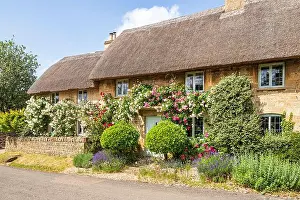Gloucestershire Prints: Roses in June growing on a typical