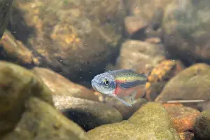 Minnow Prints: Rosyside dace swimming in a rocky riverbed