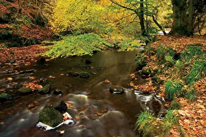 Country Park Prints: The Rotten Calder in autumn, Calderglen Country Park, East Kilbride, South Lanarkshire