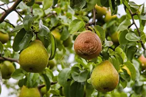 Green Growth Prints: Rotten Pear on the fruit tree, Monilia laxa - Monilinia laxainfestation