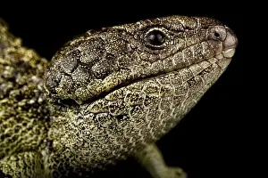Terrestrial Prints: Rottnest island Shingleback Skink (Tiliqua rugosa konowi)