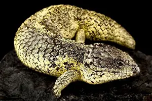 Rottnest island Shingleback Skink (Tiliqua rugosa konowi)