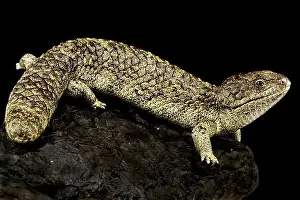 Island Endemic Prints: Rottnest island Shingleback Skink (Tiliqua rugosa konowi)