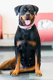 Homey Prints: Rottweiler female dog