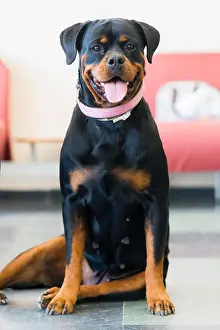 Strong Prints: Rottweiler female dog sitting on floor looking to camera