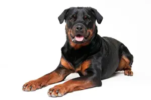 Face To Face Prints: Rottweiler, male, 1 year Rottweiler, male, 1 year
