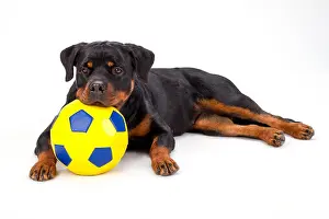Canis Prints: Rottweiler puppy with soccer ball, portrait