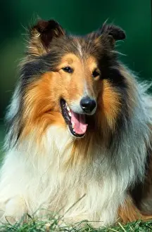 Animal Portrait Prints: Rough Collie