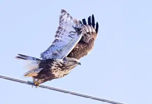 Neutral Background Prints: Rough-legged hawk hunting over a snow covered field in Canada at sunset