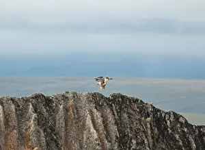 Nature Preserve Prints: A *Rough-legged Hawk* lands on the Bering Land Bridge