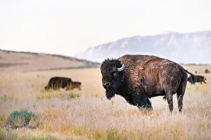 Salt Lake Prints: Rough male bull wild bison shedding fur with tail and horns on Antelope Island State Park near Great Salt Lake in Utah