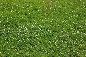 Drought Prints: A rough mixed garden lawn with nitrogen fixing white clover (Trifolium repens)