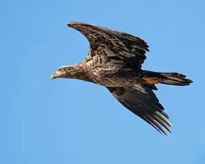 Talons Prints: A roughly two year old bald eagle