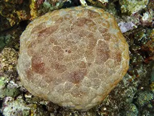 Sea Bottom Prints: Round, patterned sea creature, large cushion starfish (Culcita novaeguineae)