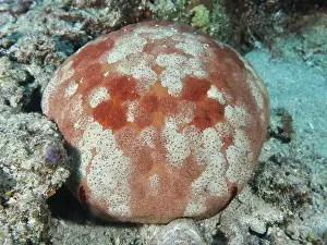 Cnidarians Prints: Round sea creature with orange-patterned body