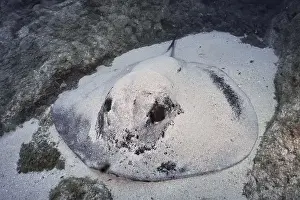 Camouflages Prints: Round stingray (Taeniura grabata) camouflaged in the sand on the seabed