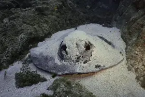 The Rock Prints: Round stingray (Taeniura grabata) hiding in the sand next to rocks