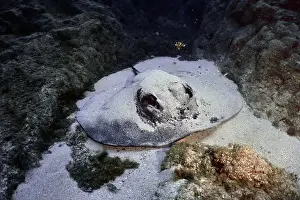 Diving Location Prints: A round stingray (Taeniura grabata) lies flat on the sandy seabed between lava rocks