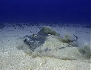 Canaries Prints: Round stingray (Taeniura grabata) moving through sandy deep-sea floor