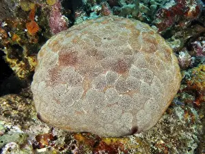 Starfishes Prints: Roundish sea creature with patterned body