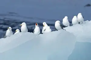 Preening Prints: A row of black-legged kittiwakes perched along the edge of an iceberg Svalbard