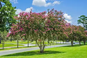 Displayed Prints: Row of Crape Myrtle trees in full bloom