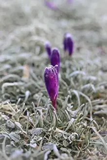Buds Prints: A row of purple crocus amongst frosted grass on an icy winter morning with golden sun reflected off the flower petals