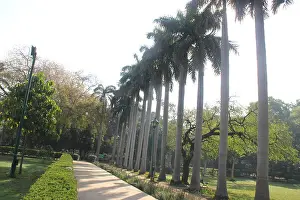 Delhi Prints: Row of Royal palm trees, Roystonea regia