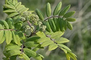 Buds Prints: Rowan or mountain ash (Sorbus aucuparia) young leaves and flower buds of a small tree in spring