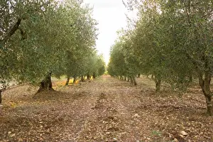 Olive Grove Prints: rows of olive trees in an olive grove