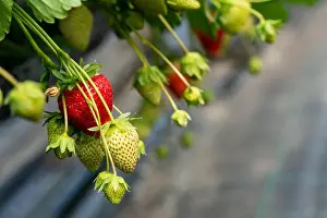 Strawberries Prints: Rows of ripe, red strawberries on a bountiful farm