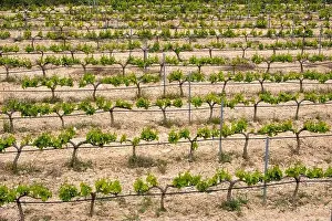 Drone Camera Prints: rows of vines in a vineyard seen from above in the Terra Alta region in the province of Tarragona in Spain
