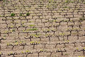 Drone Camera Prints: rows of vines in a vineyard seen from above in the Terra Alta region in the province of Tarragona in Spain