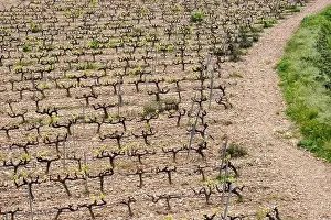 Drone Camera Prints: rows of vines in a vineyard seen from above in the Terra Alta region in the province of Tarragona in Spain
