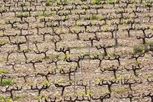 Drone Camera Prints: rows of vines in a vineyard seen from above in the Terra Alta region in the province of Tarragona in Spain
