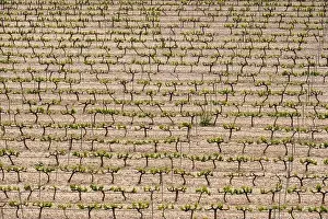 Drone Camera Prints: rows of vines in a vineyard seen from above in the Terra Alta region in the province of Tarragona in Spain