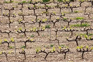 Drone Camera Prints: rows of vines in a vineyard seen from above in the Terra Alta region in the province of Tarragona in Spain