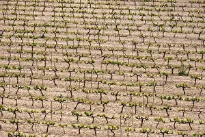 rows of vines in a vineyard seen from above in the Terra Alta region in the province of Tarragona in Spain