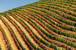 South Africa Prints: Even rows of vineyards bathed in sunlight in South Africa