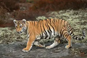 Watches Prints: Royal Bengal Tiger / Koenigstiger ( Panthera tigris )