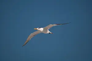 Natural World Prints: Royal Tern (Sterna maxima) in flight