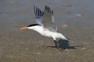 Seabirds Prints: Royal tern (Sterna maxima) taking off from beach at Fort de Soto