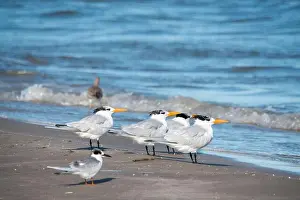 Gulf Coast Prints: Royal Terns on South Padre Island Beach, Texas