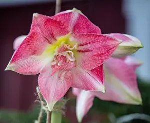 Symphony Prints: Rozetta Hippeastrum, Amaryllis (Hippeastrum x hortorum)