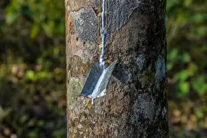 Kerala Prints: Rubber elastic latex extracted from Rubber tree Kerala India