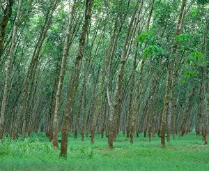 Origin Prints: A rubber plantation near Port Dickson Malaysia