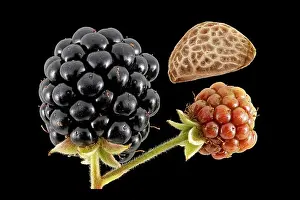 Drupe Prints: Rubus fruticosus, Blackberry, Brombeere, close up, fruits and seed, berry